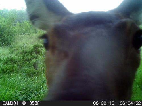 kronhind der ynder at bruge vildtkameraet til at tage selfies. Jeg har af samme årsag døbt hende Helle.